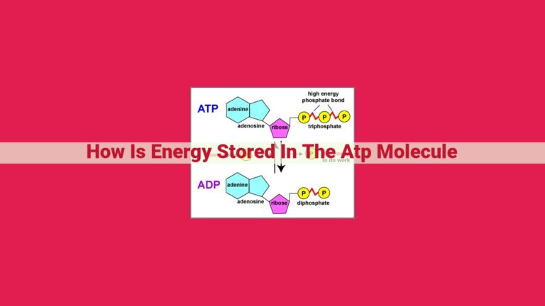 how is energy stored in the atp molecule