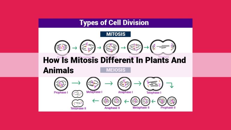 how is mitosis different in plants and animals