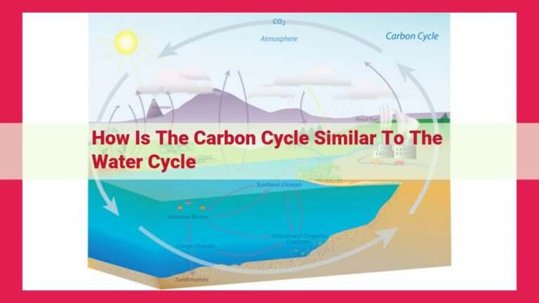 how is the carbon cycle similar to the water cycle