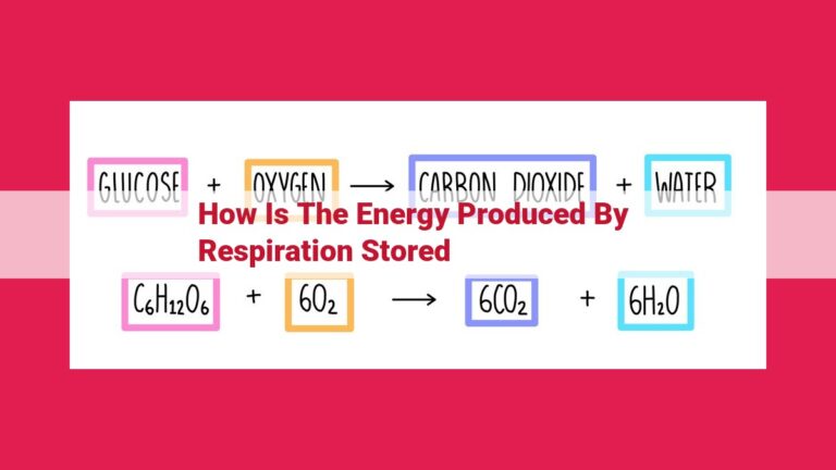 how is the energy produced by respiration stored