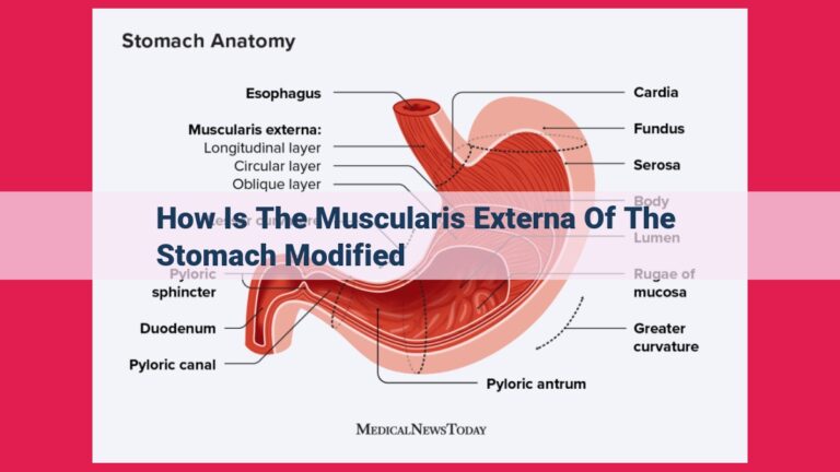 how is the muscularis externa of the stomach modified