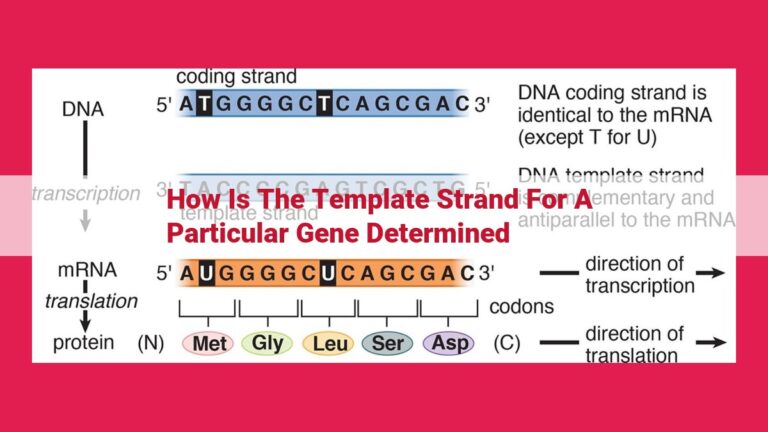 how is the template strand for a particular gene determined