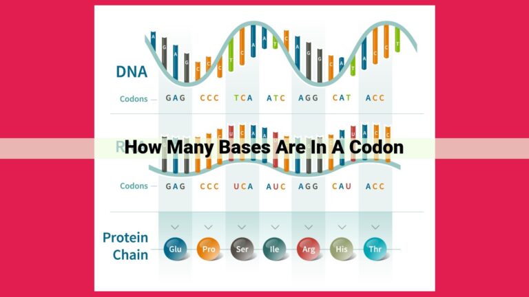 how many bases are in a codon