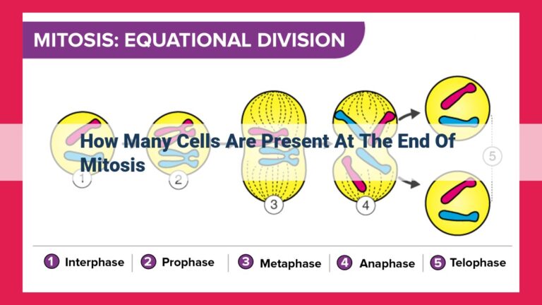 how many cells are present at the end of mitosis