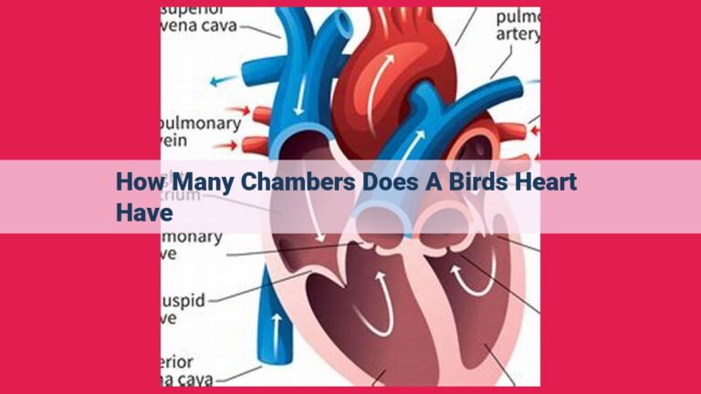 how many chambers does a birds heart have