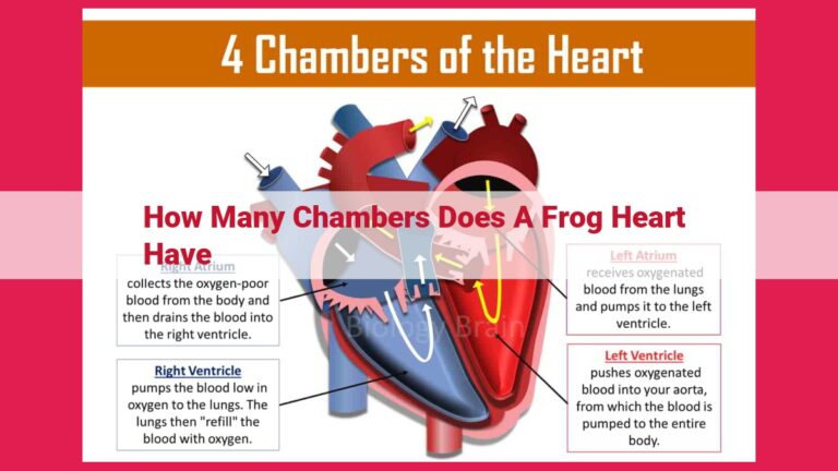 how many chambers does a frog heart have