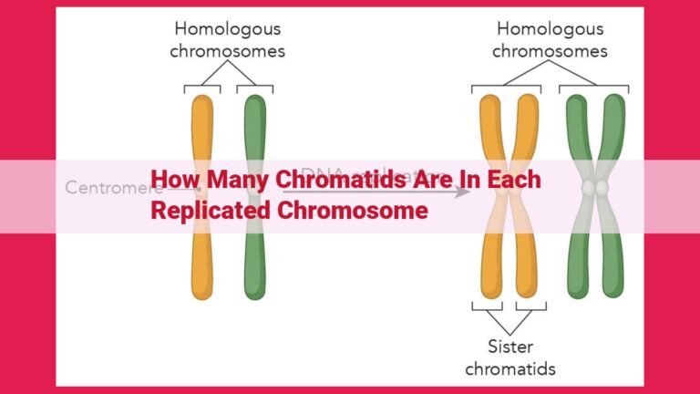 how many chromatids are in each replicated chromosome