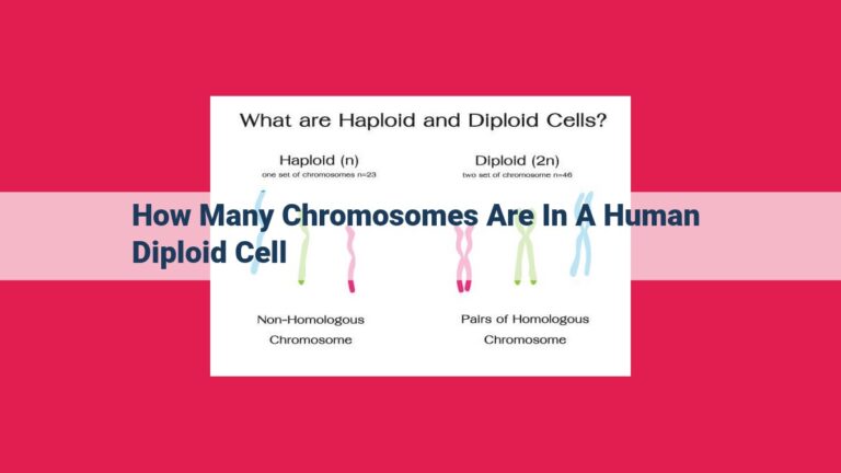 how many chromosomes are in a human diploid cell