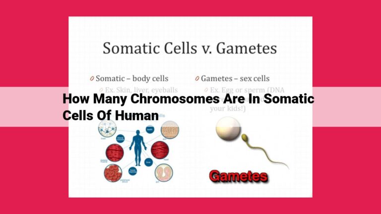 how many chromosomes are in somatic cells of human