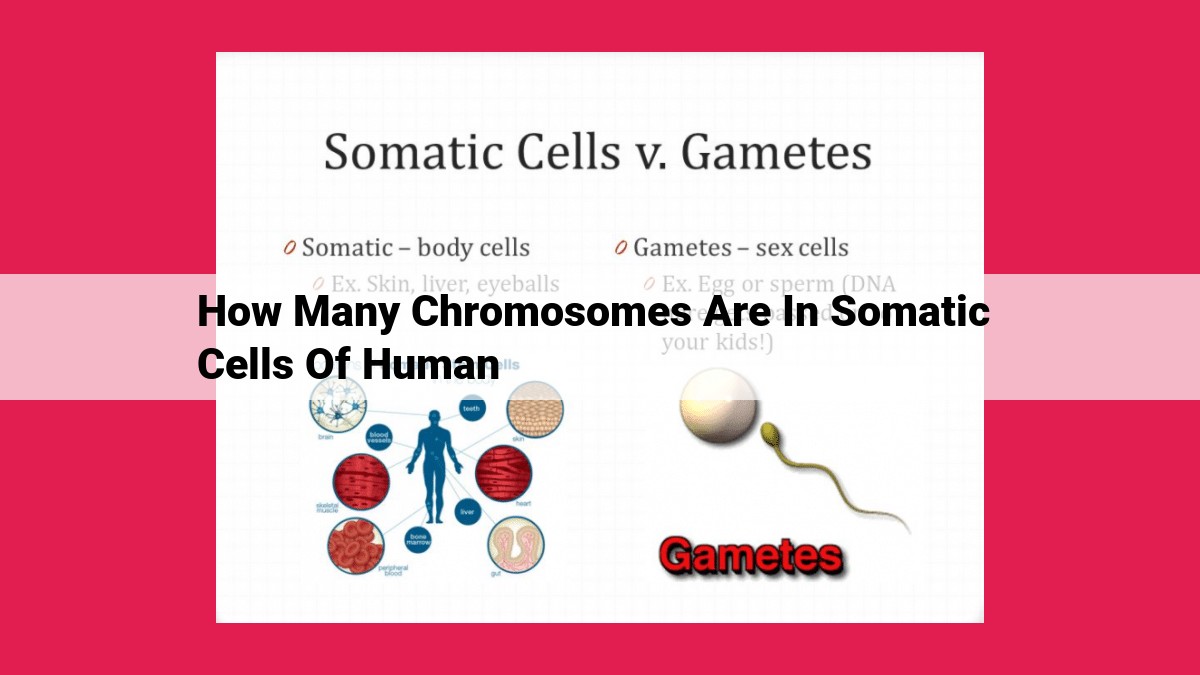 how many chromosomes are in somatic cells of human