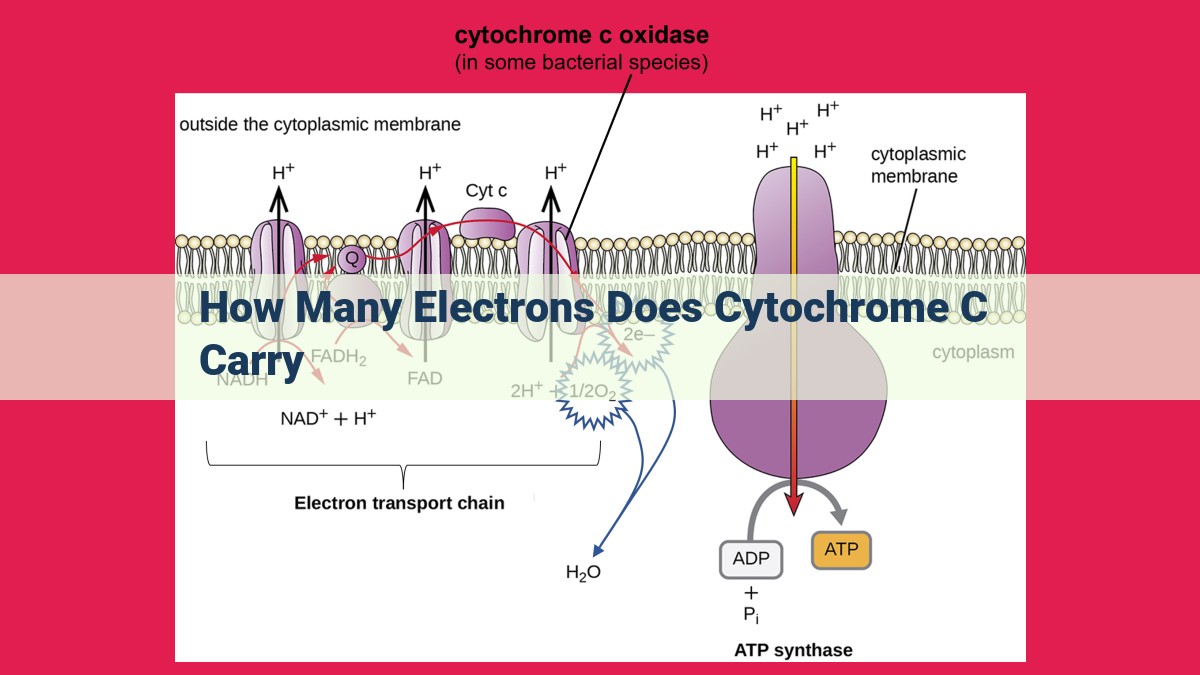 how many electrons does cytochrome c carry