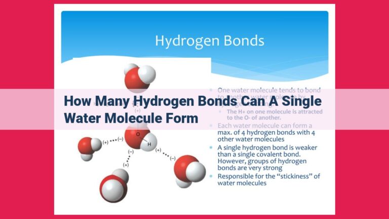 how many hydrogen bonds can a single water molecule form