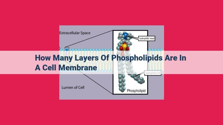 how many layers of phospholipids are in a cell membrane