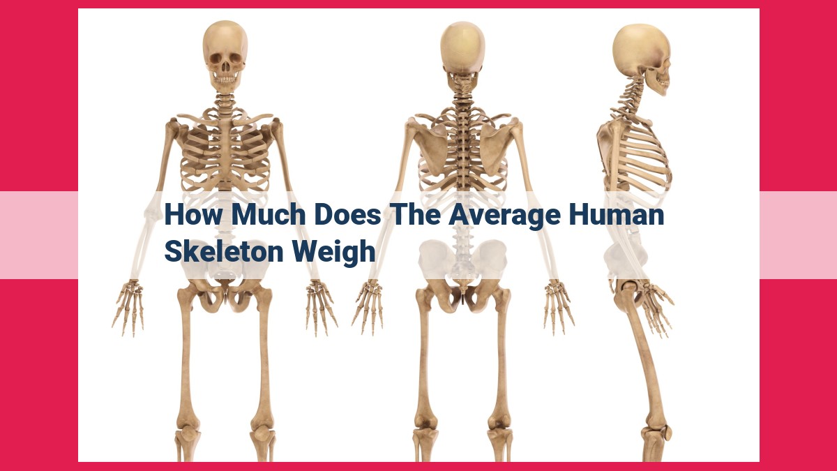 how much does the average human skeleton weigh