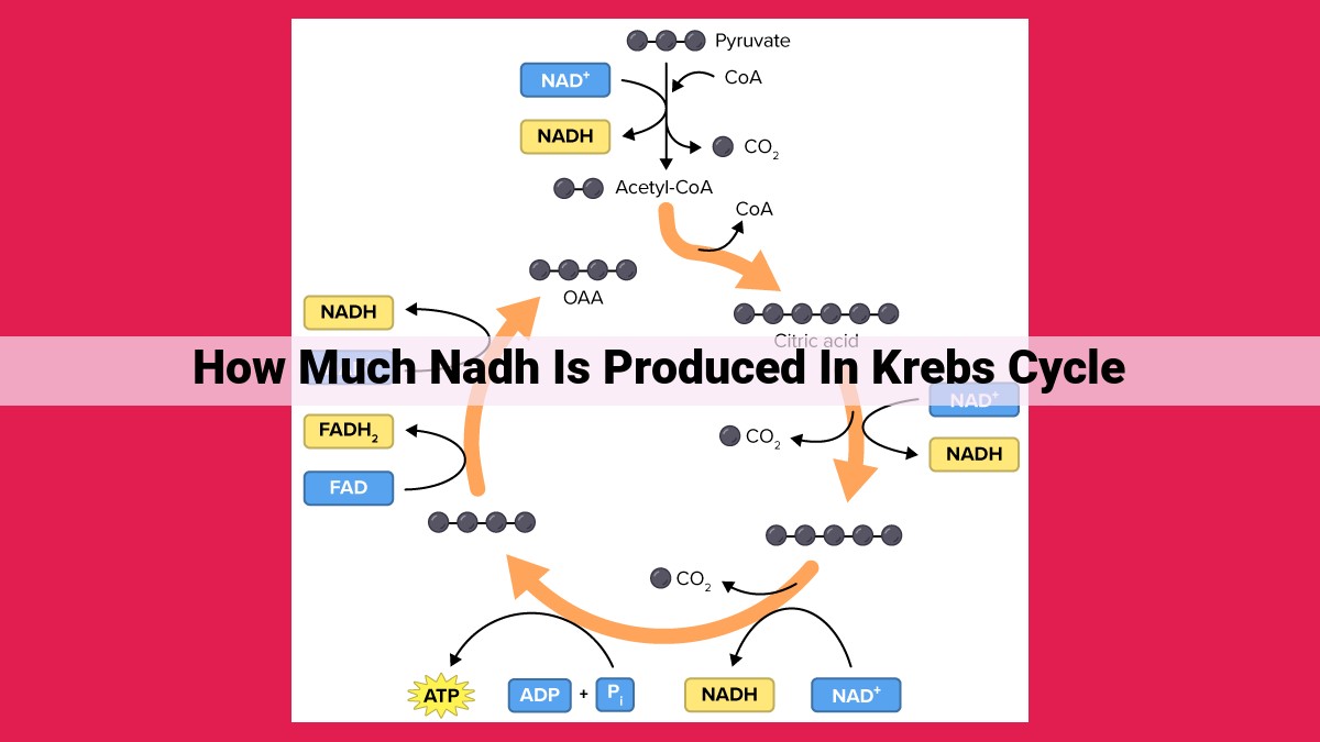 how much nadh is produced in krebs cycle