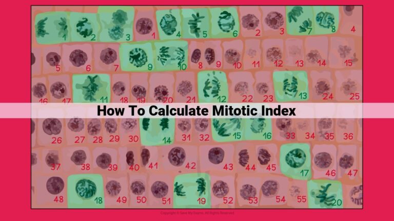 how to calculate mitotic index