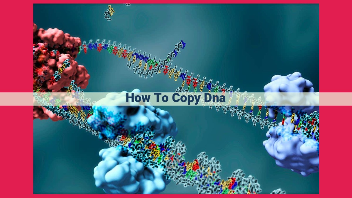 how to copy dna