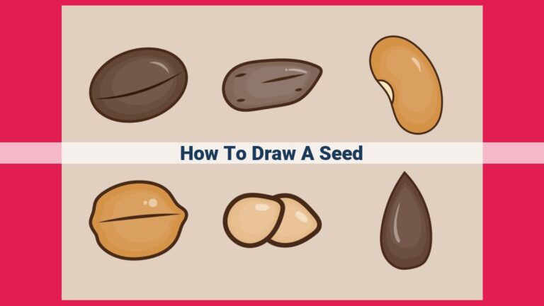 how to draw a seed