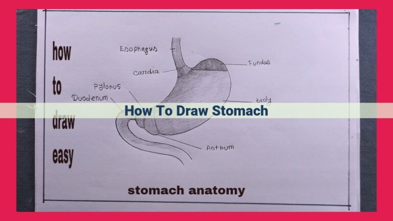 how to draw stomach