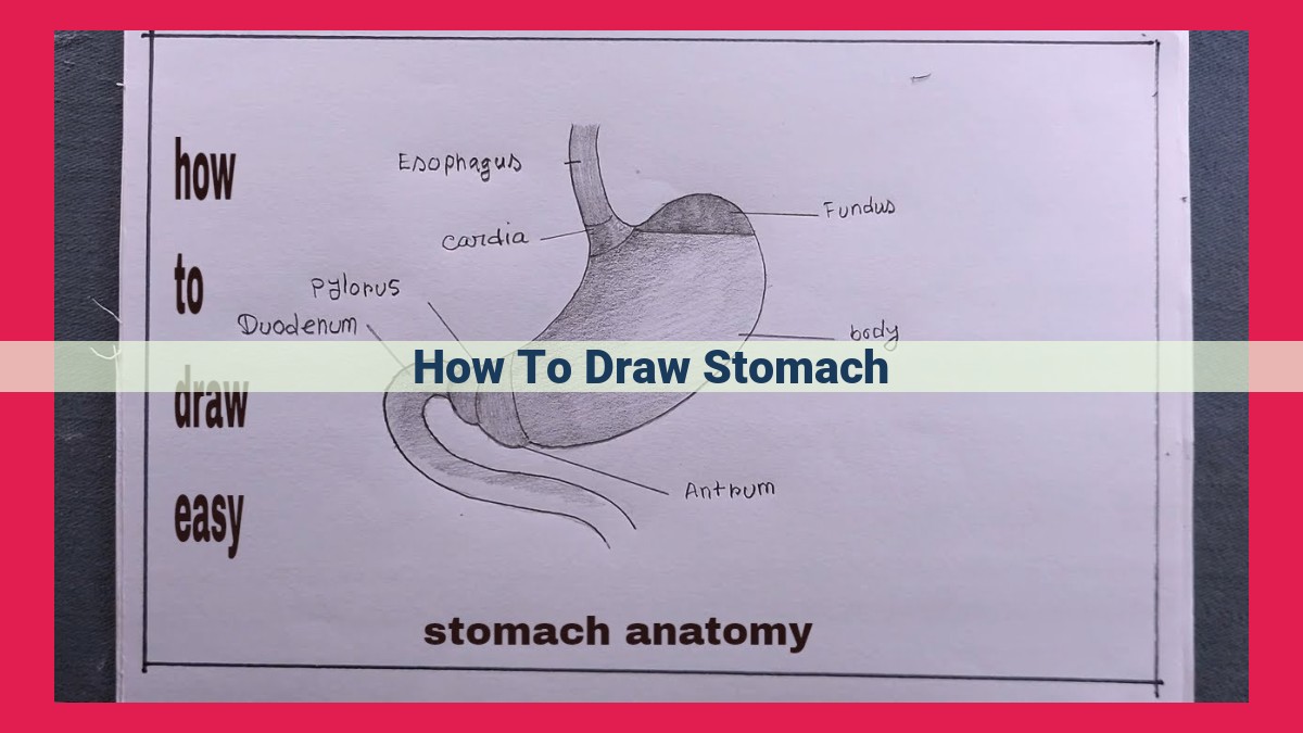 how to draw stomach