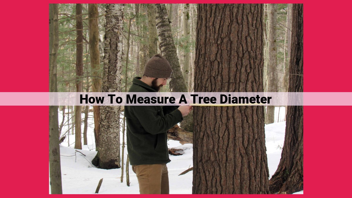 how to measure a tree diameter