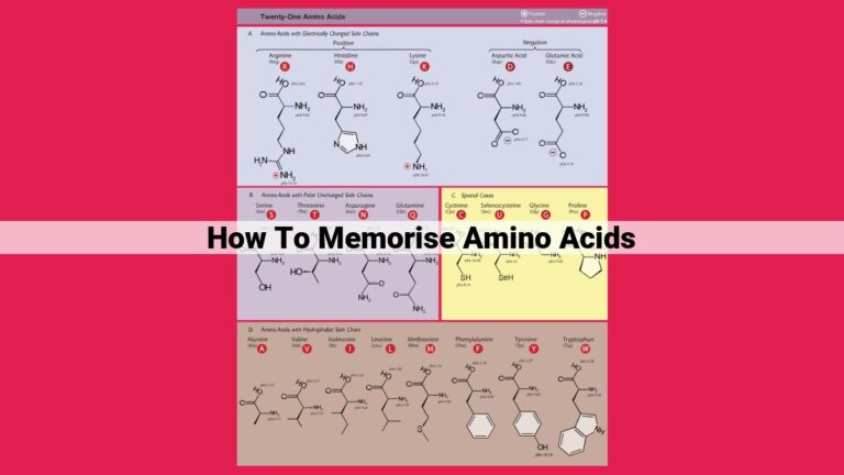 how to memorise amino acids