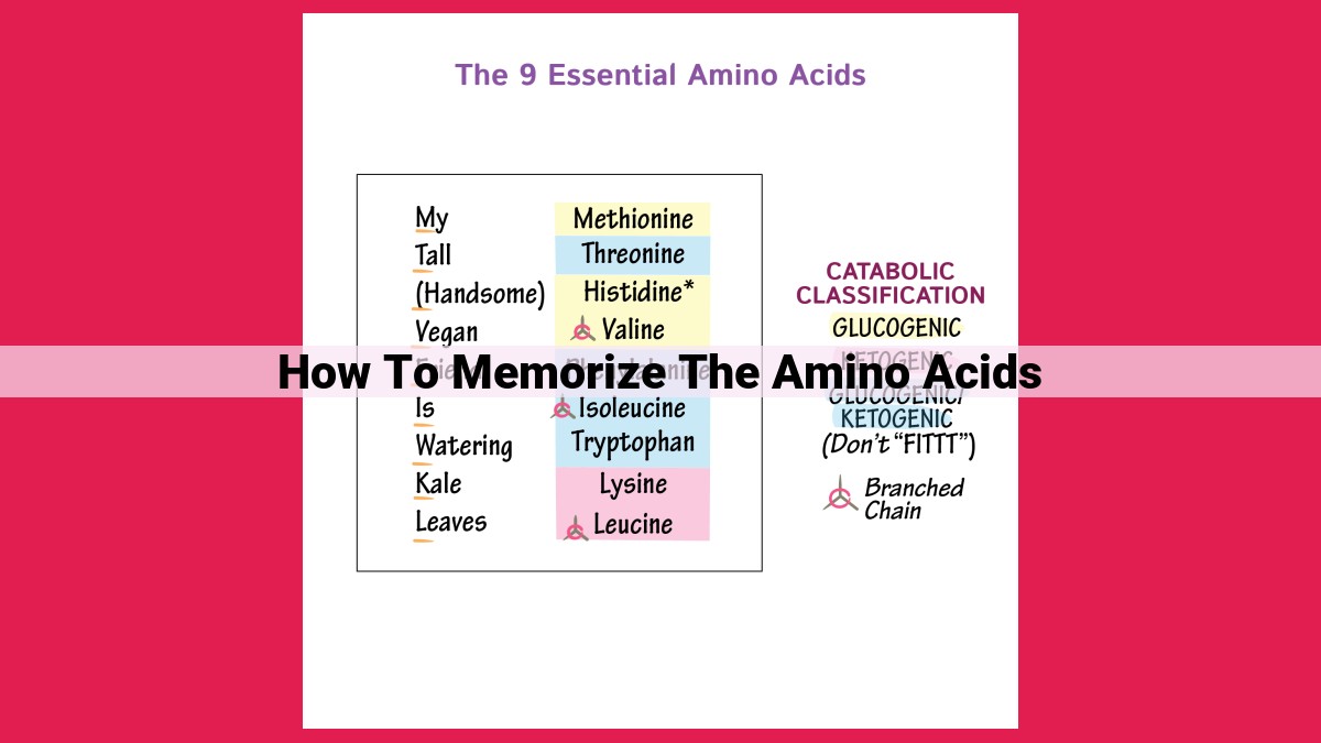 how to memorize the amino acids