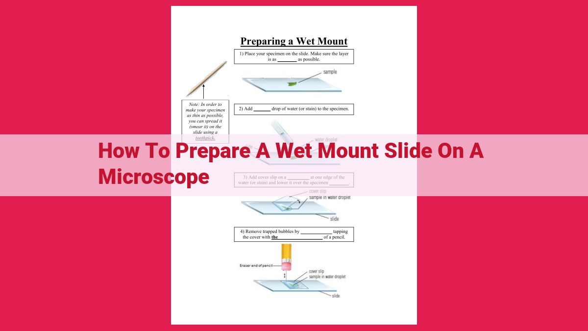 how to prepare a wet mount slide on a microscope