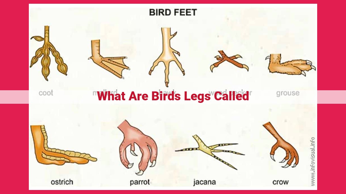 what are birds legs called