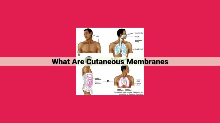 what are cutaneous membranes