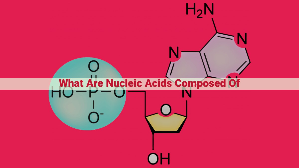 what are nucleic acids composed of