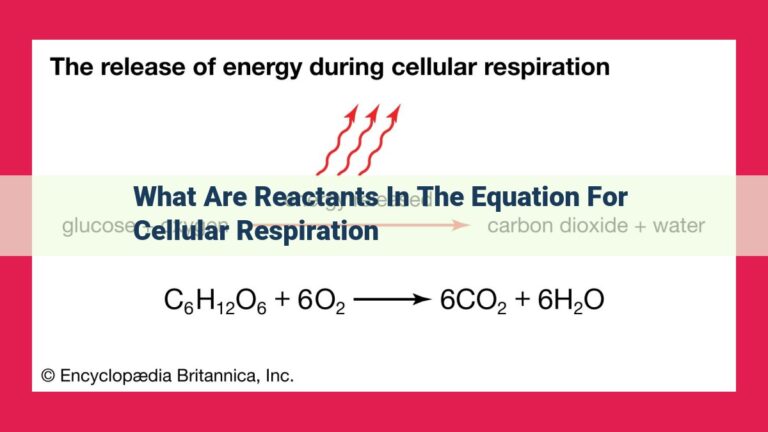 what are reactants in the equation for cellular respiration