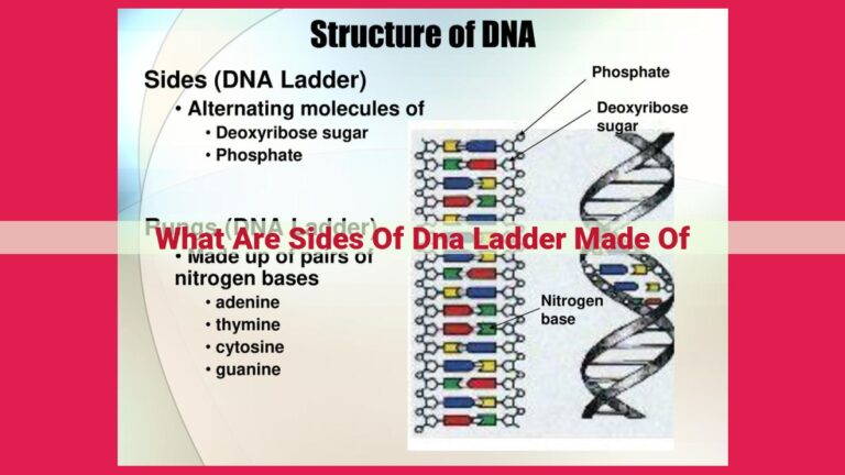 what are sides of dna ladder made of