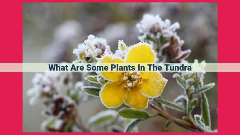 what are some plants in the tundra