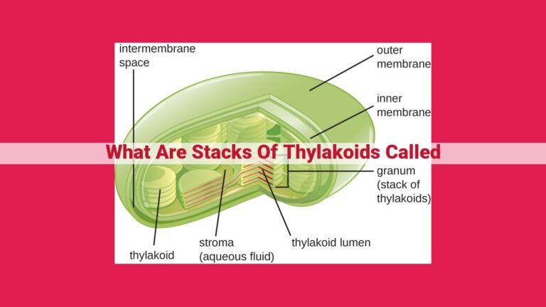 what are stacks of thylakoids called