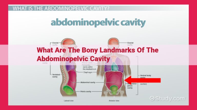 what are the bony landmarks of the abdominopelvic cavity