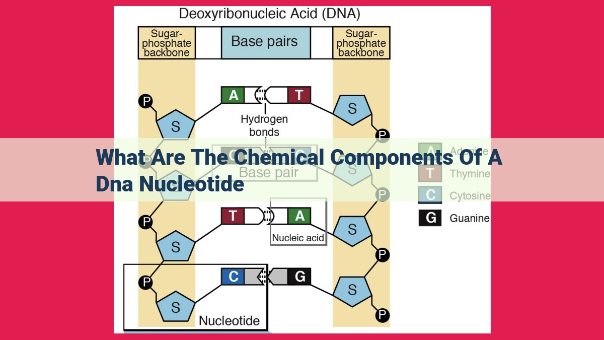 what are the chemical components of a dna nucleotide