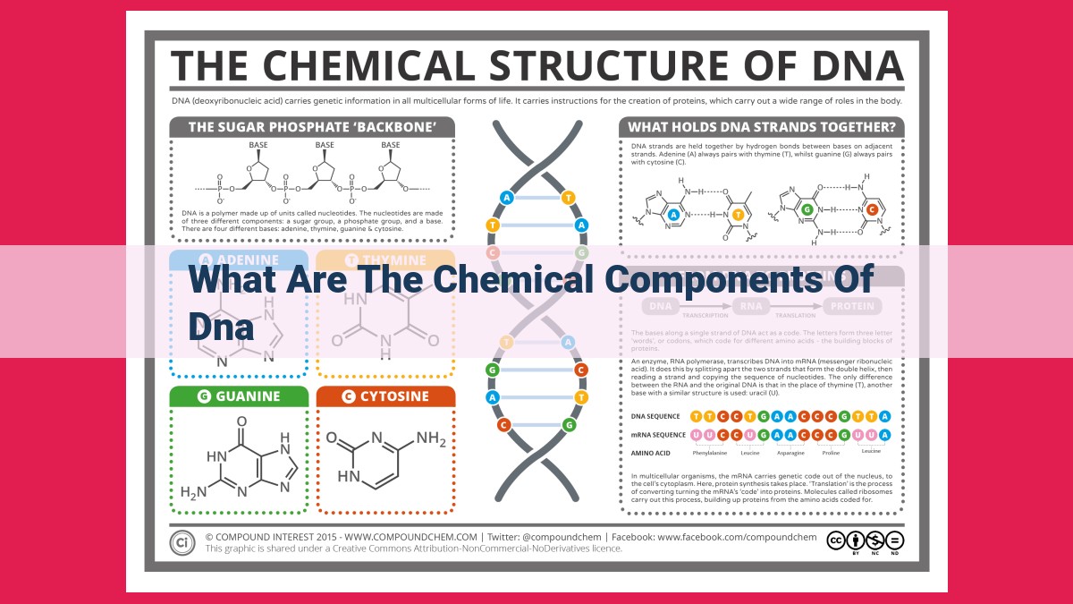 what are the chemical components of dna