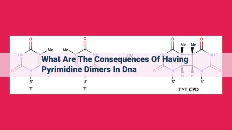 what are the consequences of having pyrimidine dimers in dna