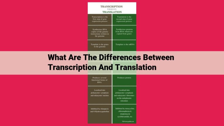 what are the differences between transcription and translation