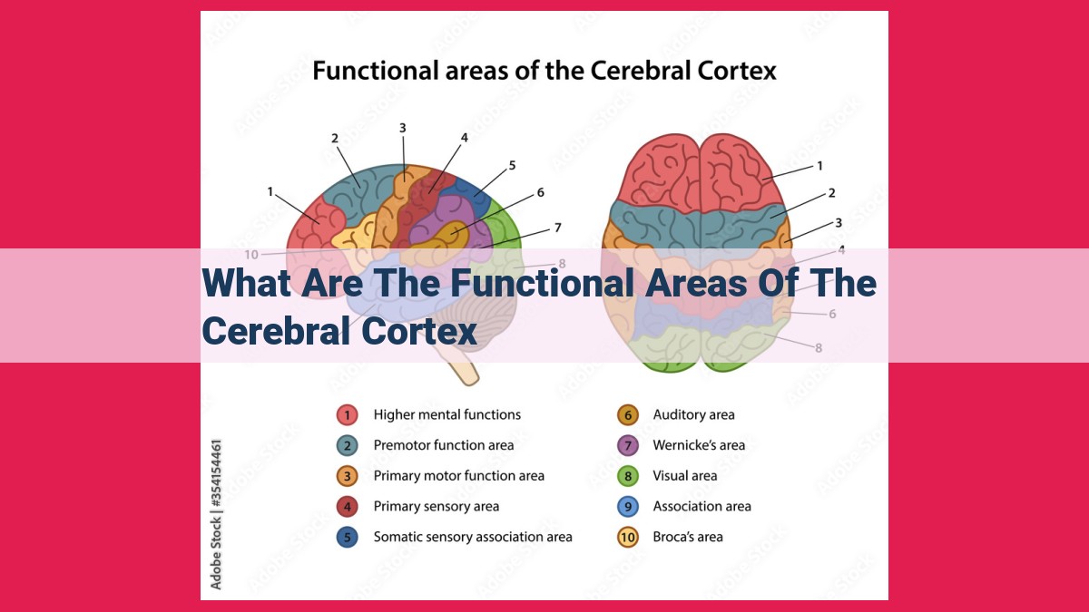 what are the functional areas of the cerebral cortex