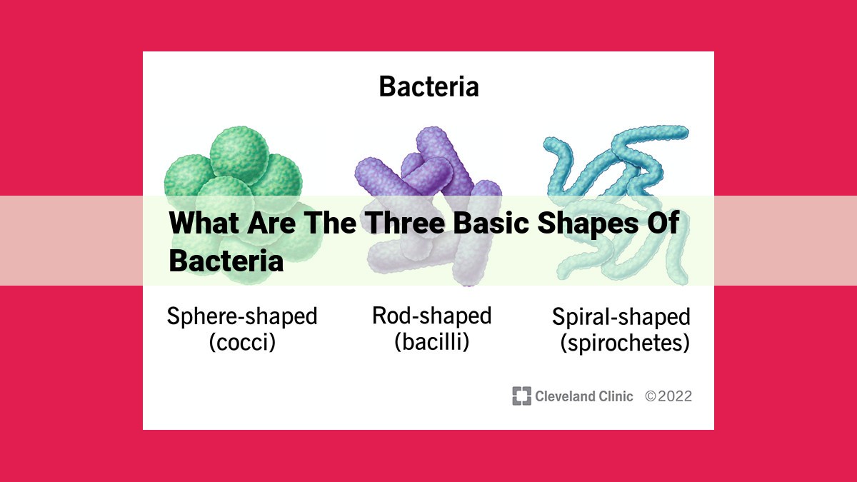 what are the three basic shapes of bacteria