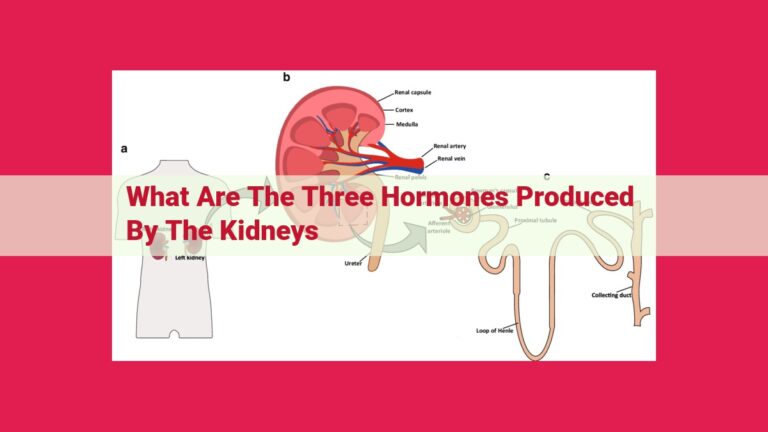 what are the three hormones produced by the kidneys