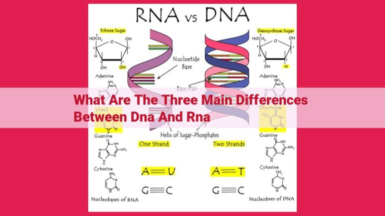 what are the three main differences between dna and rna