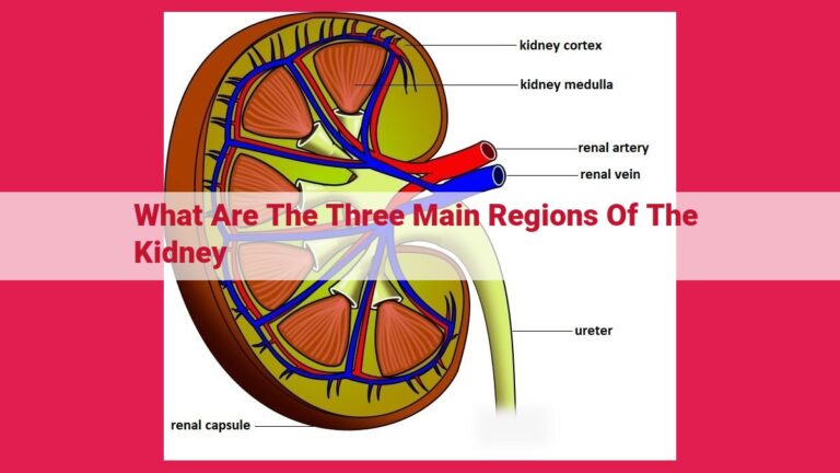 what are the three main regions of the kidney