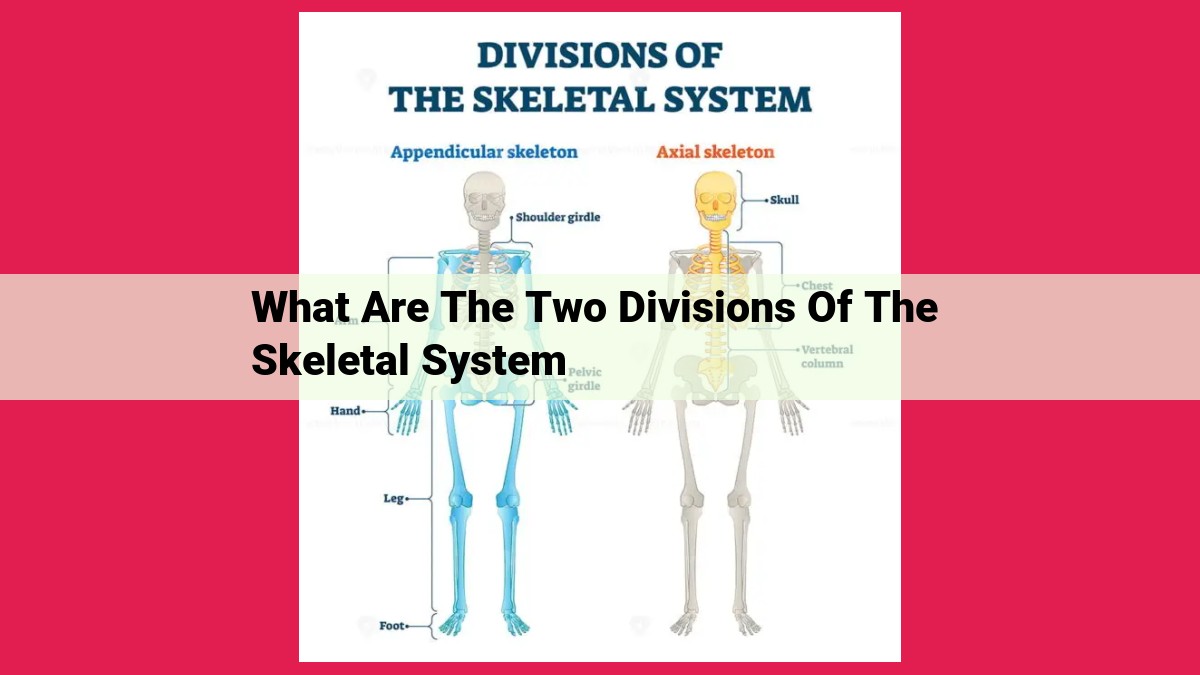 what are the two divisions of the skeletal system