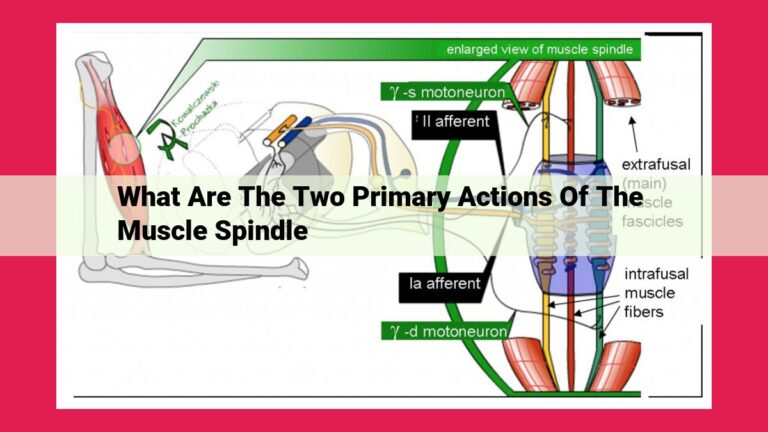 what are the two primary actions of the muscle spindle