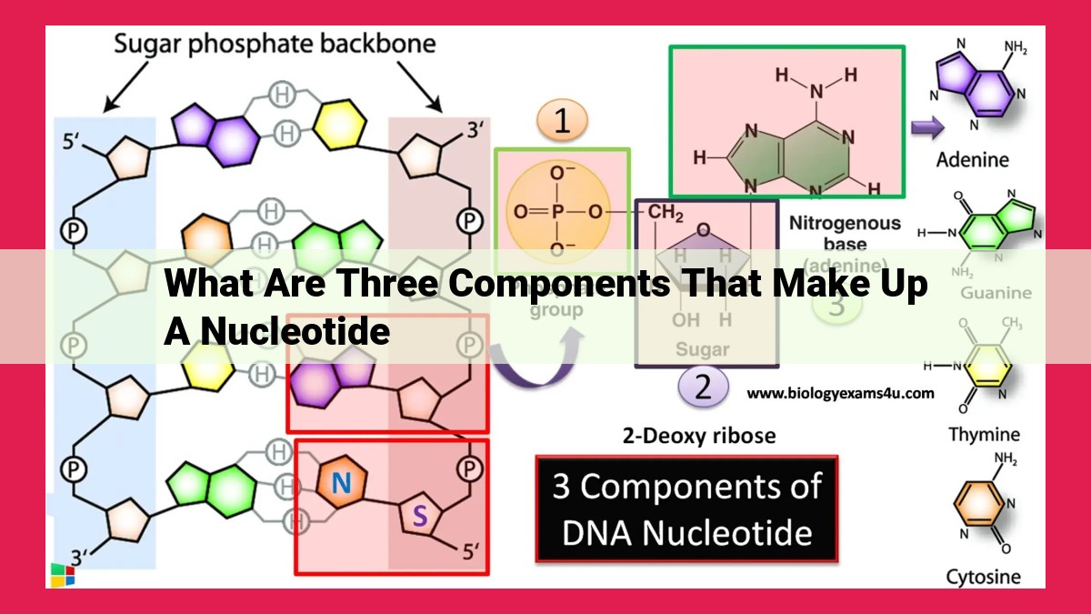 what are three components that make up a nucleotide