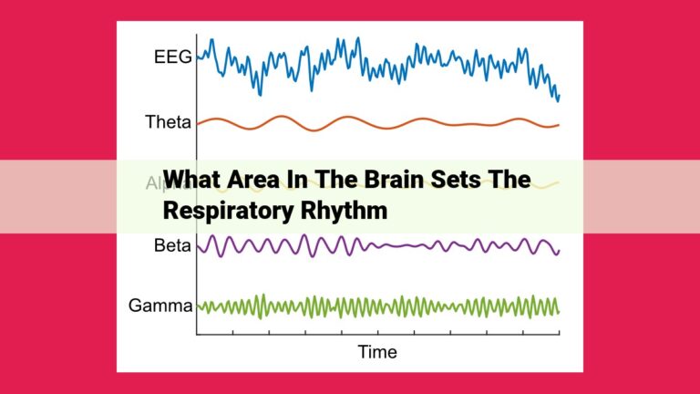 what area in the brain sets the respiratory rhythm