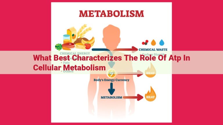 what best characterizes the role of atp in cellular metabolism